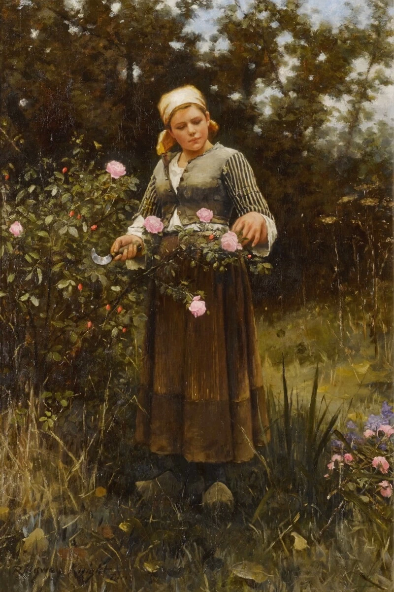 Raccolta di rose